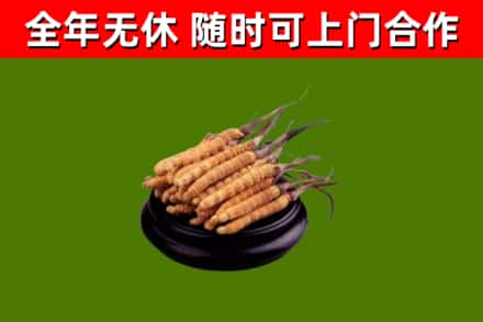 丰泽回收冬虫夏草